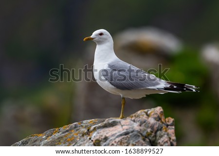 Common Gull - Larus canus, beautiful common gull from north European sea and ocean coasts, Runde, Norway.