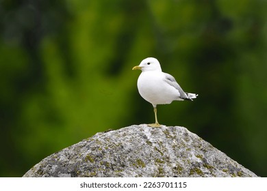 Common Gull (Larus canus) resting on a rock with one leg in summer.
