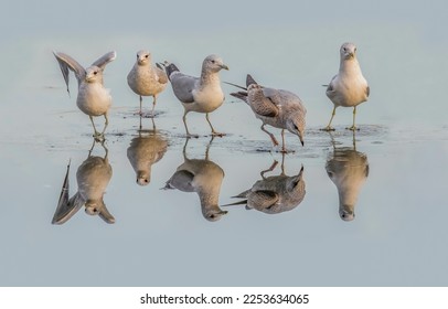 Common gull with a reflection, flying from a frozen sea in the uk in winter - Shutterstock ID 2253634065