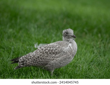 The common gull or sea mew or Larus canus is a medium-sized gull that breeds in the Palearctic. Chicken in the grass