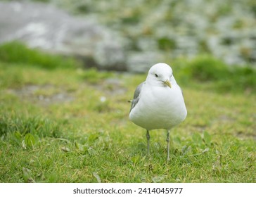 The common gull or sea mew or Larus canus is a medium-sized gull that breeds in the Palearctic