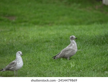 The common gull or sea mew or Larus canus is a medium-sized gull that breeds in the Palearctic. Chicken in the grass