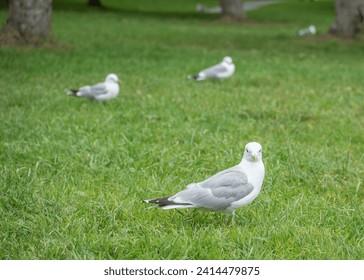 The common gull or sea mew or Larus canus is a medium-sized gull that breeds in the Palearctic