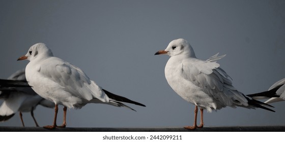The common gull or sea mew is a medium-sized gull that breeds in the Pale arctic. The closely related short-billed gull is sometimes included in this species, which may be known collectively