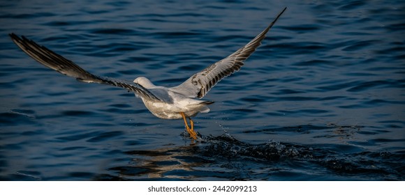 The common gull or sea mew is a medium-sized gull that breeds in the Pale arctic. The closely related short-billed gull is sometimes included in this species, which may be known collectively