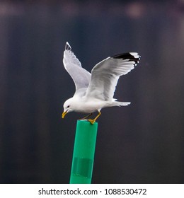 Common Gull, Sweden.