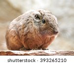 Common gundi (Ctenodactylus gundi) sitting on a rock