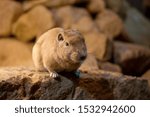 The common gundi (Ctenodactylus gundi) is a species of rodent in the family Ctenodactylidae. It is found in Algeria, Libya, Morocco, and Tunisia. 