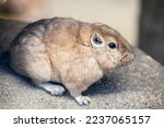 The common gundi (Ctenodactylus gundi) is a species of rodent in the family Ctenodactylidae. 
It is diurnal and herbivorous. 