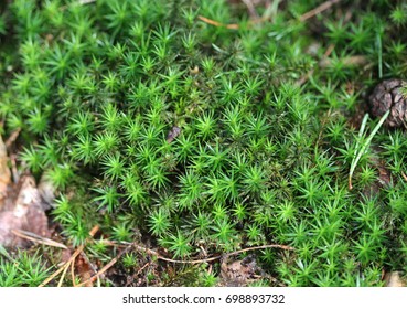 Common Haircap (Polytrichum Commune)