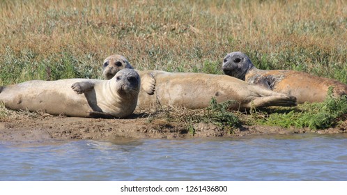 Common Harbour Seals Dover, Kent, UK