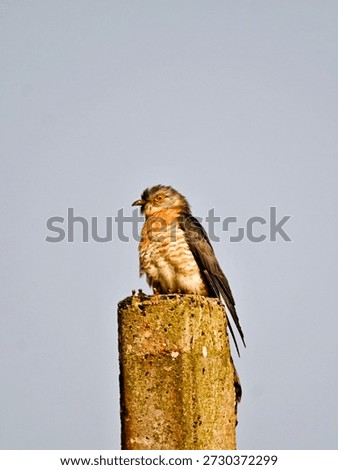 Common hawk cuckoo is also known as brainfever bird has close resemblance with Shikra found commonly in Indian subcontinent. 