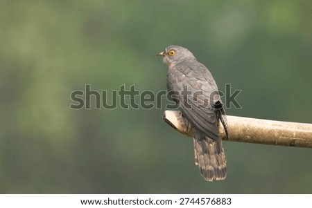 A common hawk-cuckoo (Hierococcyx varius).