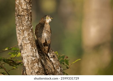 Common hawk-cuckoo Hierococcyx varius also Brainfever bird medium-sized cuckoo resident in India close resemblance to Shikra, brood parasites, laying their eggs in the nests of babblers.