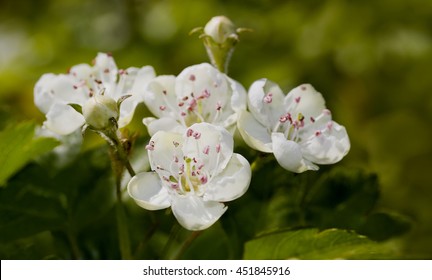 Common Hawthorn, Crataegus Monogyna