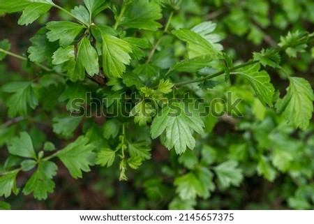 Common hawthorn or  oneseed hawthorn (Crataegus Monogyna) springtime fresh green foliage 