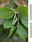 Common hazel branch with buds - Latin name - Corylus avellana