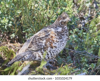 Common Hazelhen, Tetrastes Bonasia