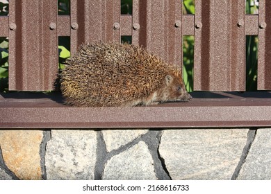 Common Hedgehog, Hedgehog Walks On The Fence