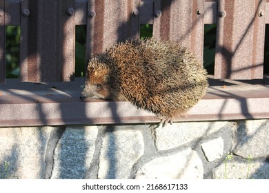 Common Hedgehog, Hedgehog Walks On The Fence