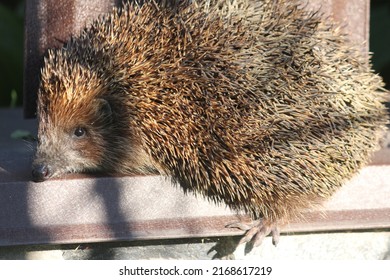 Common Hedgehog, Hedgehog Walks On The Fence