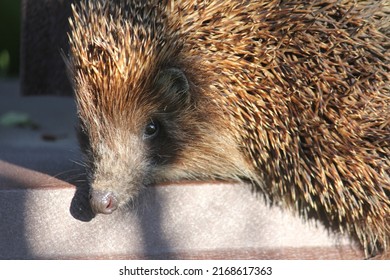 Common Hedgehog, Hedgehog Walks On The Fence