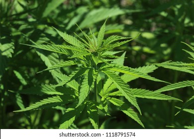common hemp, Cannabis sativa