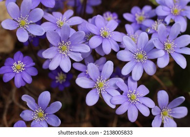 Common Hepatica or Anemone hepatica, blue blossom, close up. Violet purple Hepatica nobilis, first spring flower in the blurred background of nature. Liverleaf or liverwort in the Ranunculaceae family