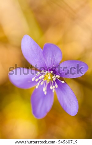 Common hepatica fine art