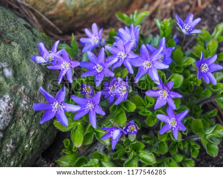 Common Hepatica. Hepatica nobilis. First spring flower. Blue flowers blooming in April. Close up. Liverleaf or liverwort plant in Ranunculaceae family.