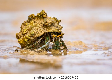 A Common Hermit Crab On The Beach.