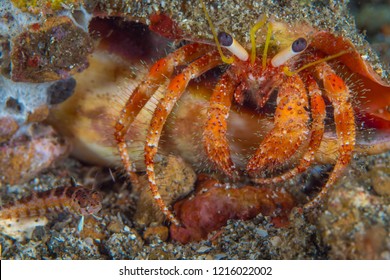 Common Hermit Crab And Sand Perch