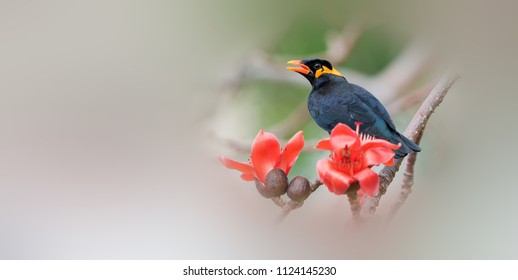 Common Hill Myna