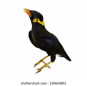 Common Hill Myna