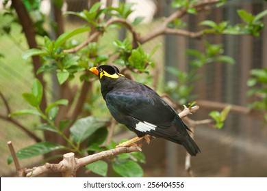 Common Hill Myna Bird