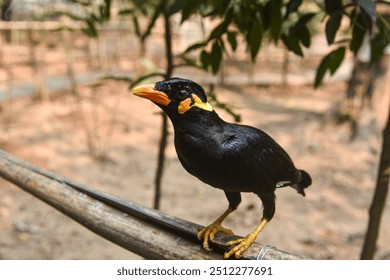 A common hill myna (Gracula religiosa), or 