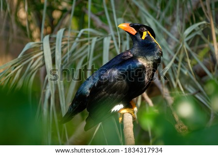 Common hill myna - Gracula religiosa, mynah or hill myna or myna bird, commonly seen in aviculture, member of starling family Sturnidae, hill regions of South Asia and Southeast Asia.