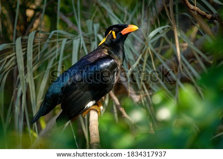 Common hill myna - Gracula religiosa, mynah or hill myna or myna bird, commonly seen in aviculture, member of starling family Sturnidae, hill regions of South Asia and Southeast Asia.