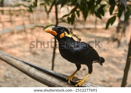 A common hill myna (Gracula religiosa), or 