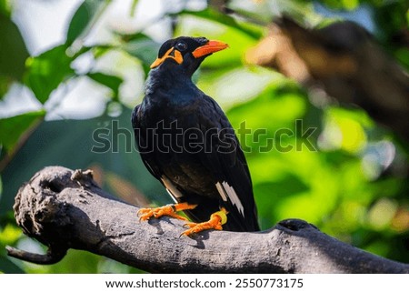 The common hill myna (Gracula religiosa) is a member of the starling family.  The popular cage birds, renowned for their ability to imitate speech, the one most frequently seen in aviculture.