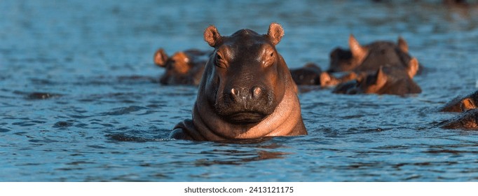 COMMON HIPPO (Hippopotamus amphibius), Zambezi river, Victoria Falls or Mosi-Oa-Tunya, Zambia and  Zimbabwe, Africa