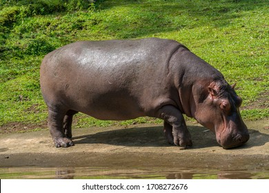 Common Hippopotamus or Hippopotamus amphibius