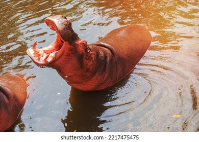 Common Hippopotamus (Hippopotamus Amphibius) Close Up