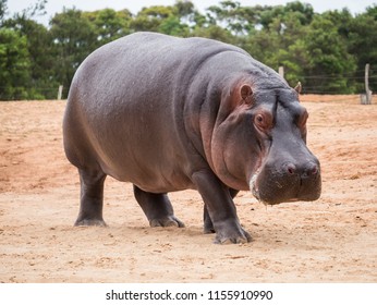 Обычный бегемот, амфибия, или бегемот, является крупным, главным образом травоядным, полуводным млекопитающим, родом из Африки к югу от Сахары