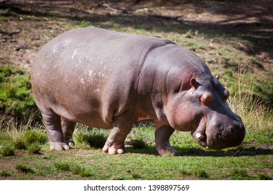 Hippopotamus の画像 写真素材 ベクター画像 Shutterstock