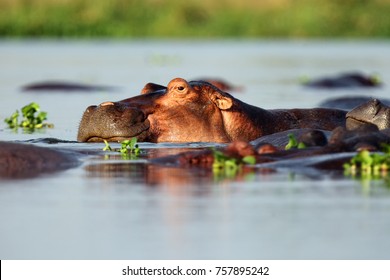 The common hippopotamus (Hippopotamus amphibius), or hippo lying in water. Portrait of a hippo lying in water full of water hyacinths.