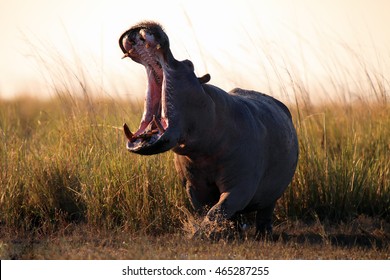 The common hippopotamus (Hippopotamus amphibius) or hippo at sunset with open jaws. The mighty hippo threatens everyone around him with an open mouth.