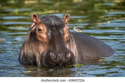 The Common Hippopotamus In The Water.  Africa