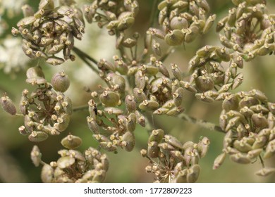 Common Hogweed Seed Pods Fruits, Heracleum Sphondylium, Cow Parsnip, Eltrot, Close Up Selective Focus From Above