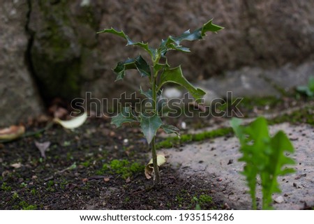 Common holly bud (ilex aquifolium)